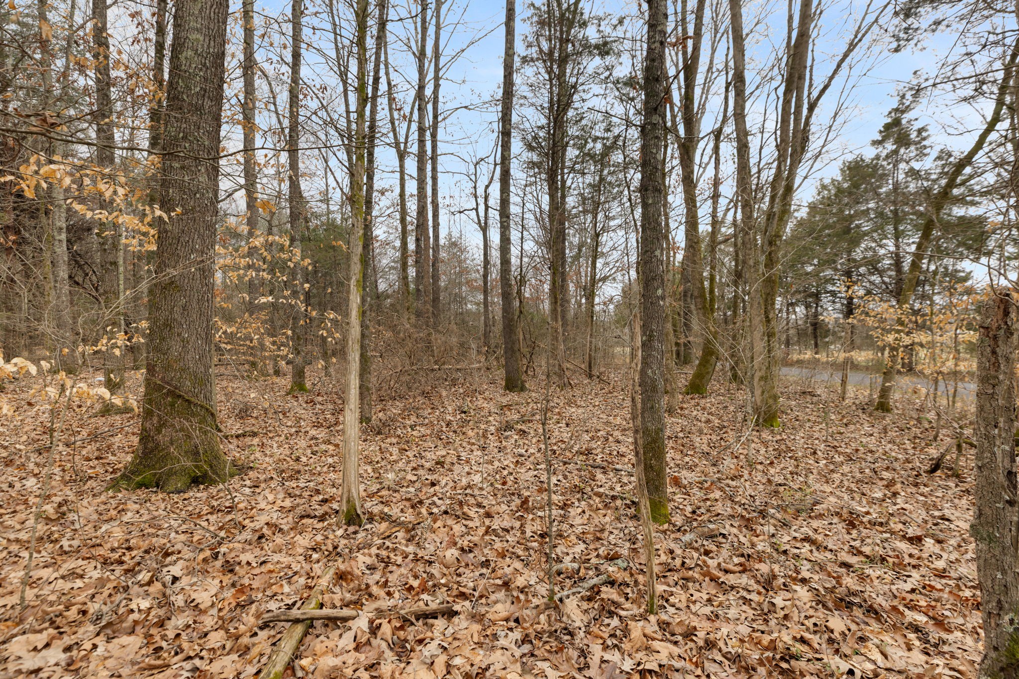 0 Gray Road White Bluff, TN 37187 - Photo 3 of 8 a view of a pathway with a yard