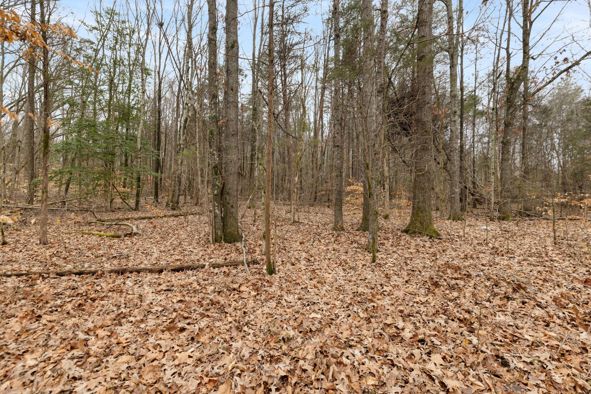 0 Gray Road White Bluff, TN 37187 - Photo 4 of 8 a backyard of a house with lots of green space