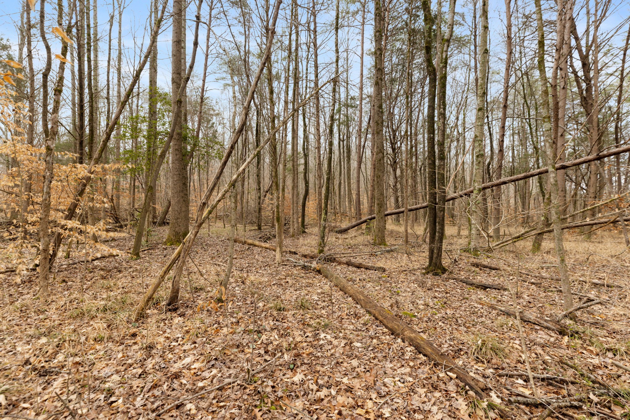 0 Gray Road White Bluff, TN 37187 - Photo 7 of 8 a backyard of a house with lots of green space