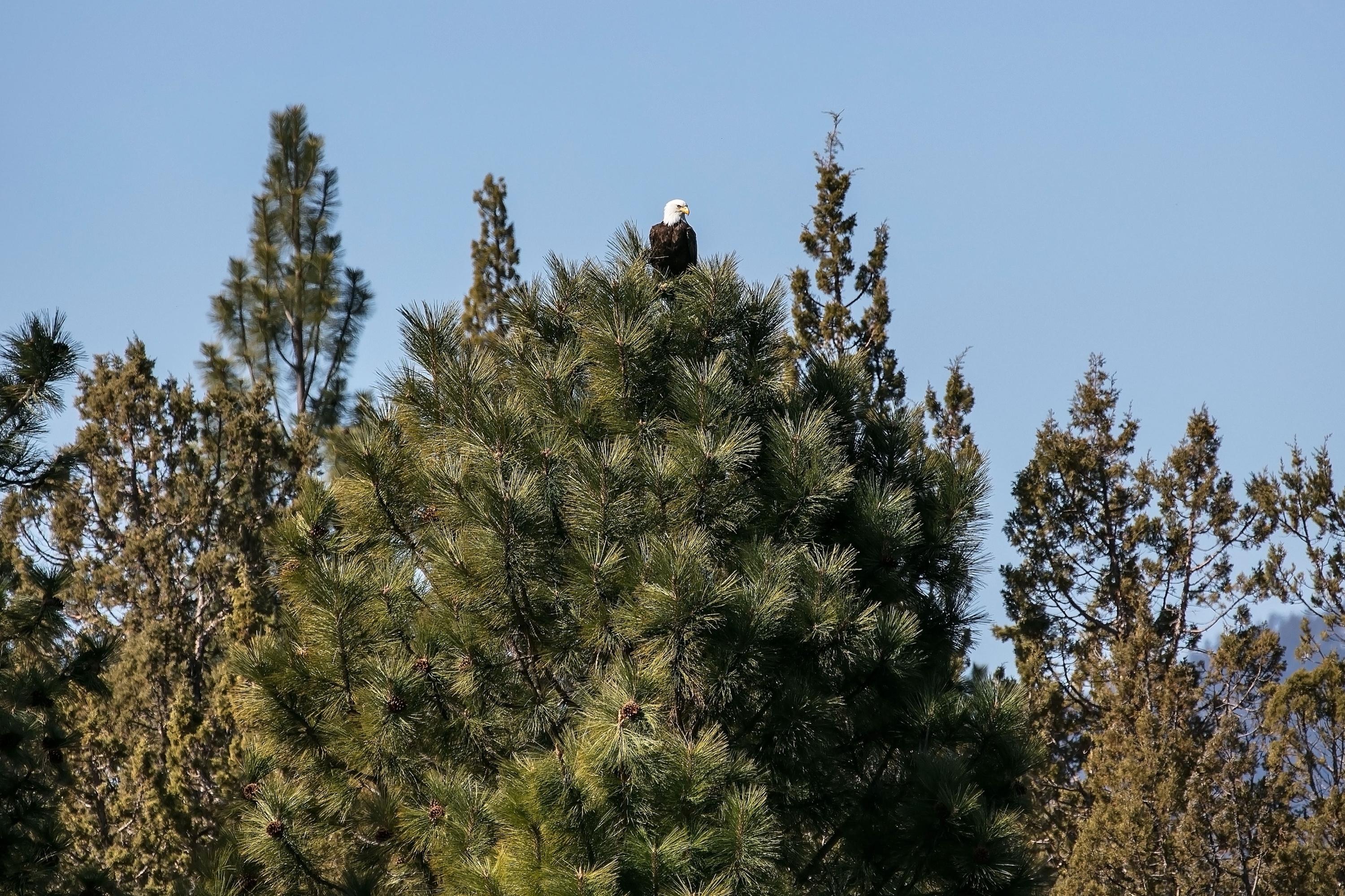 64090 Tyler Road Bend, OR 97703 - Photo 1 of 1 photo