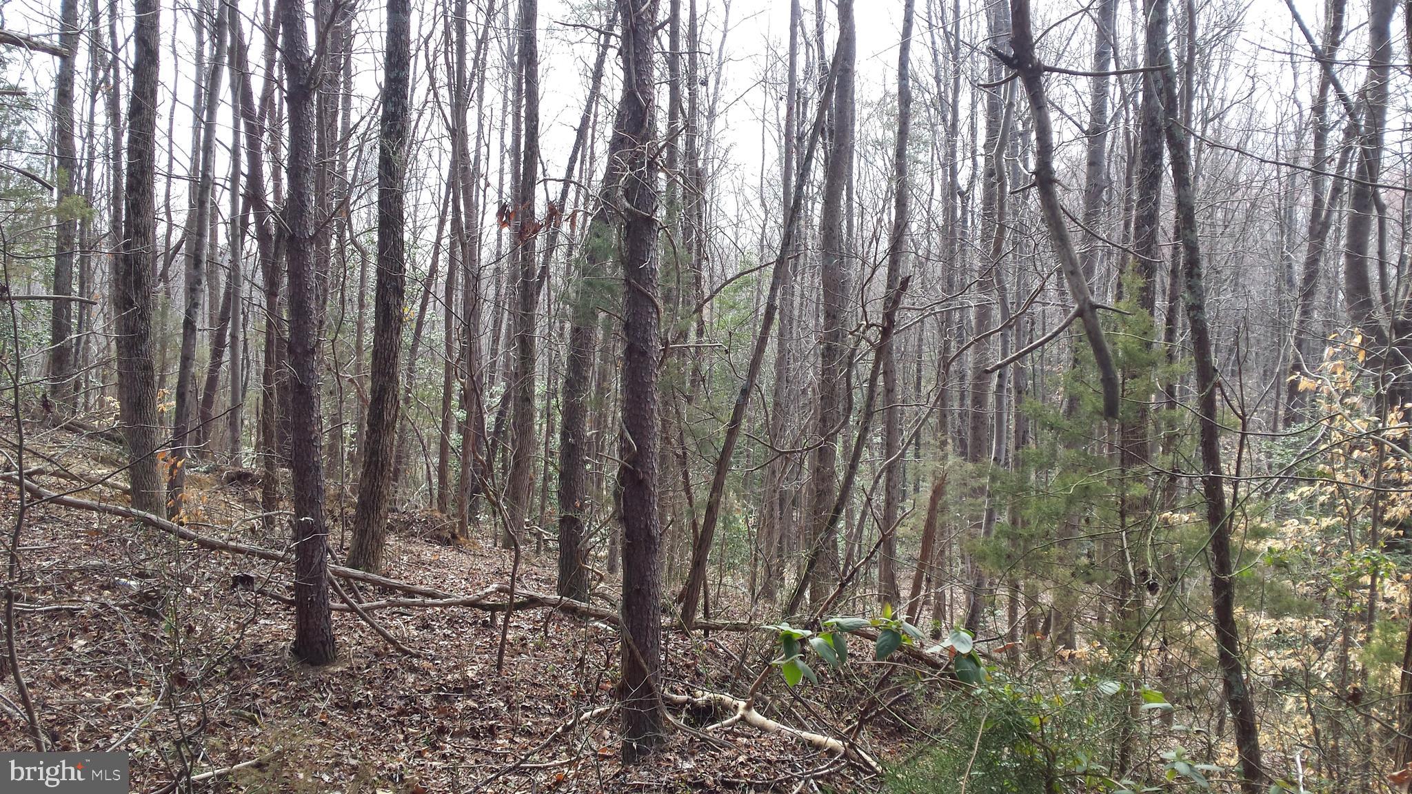 Passapatanzy Road King George, VA 22485 - Photo 5 of 14