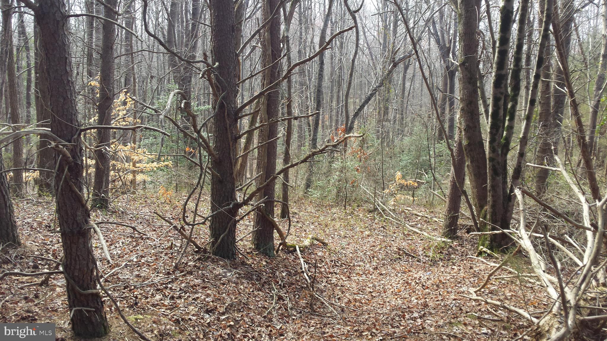 Passapatanzy Road King George, VA 22485 - Photo 6 of 14