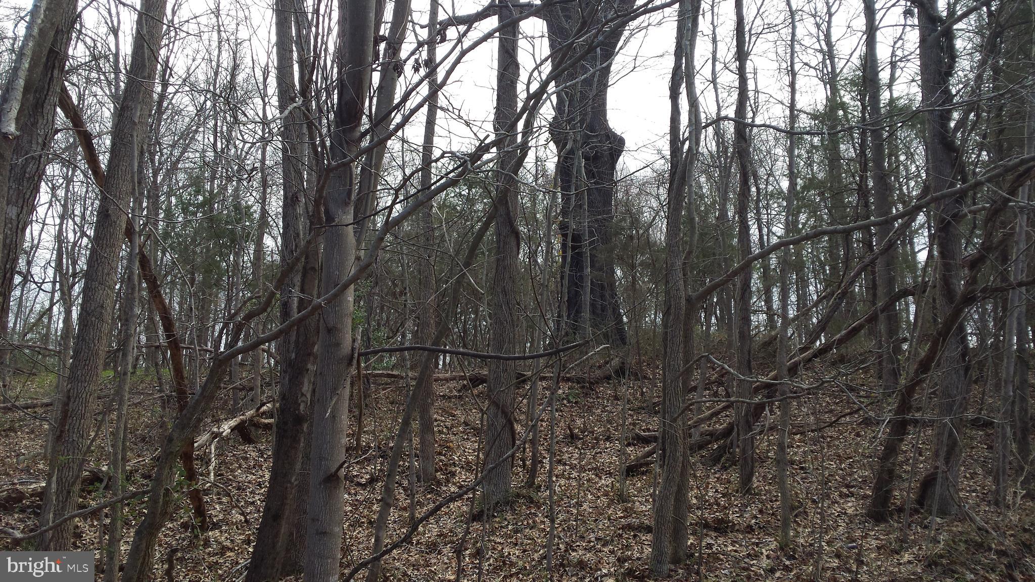 Passapatanzy Road King George, VA 22485 - Photo 7 of 14