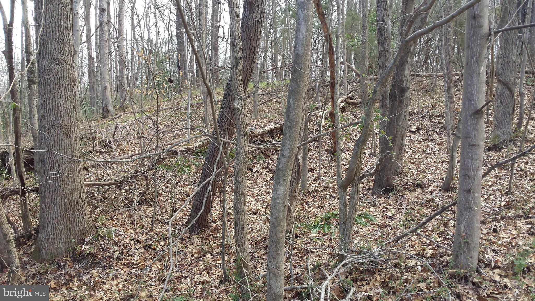 Passapatanzy Road King George, VA 22485 - Photo 9 of 14