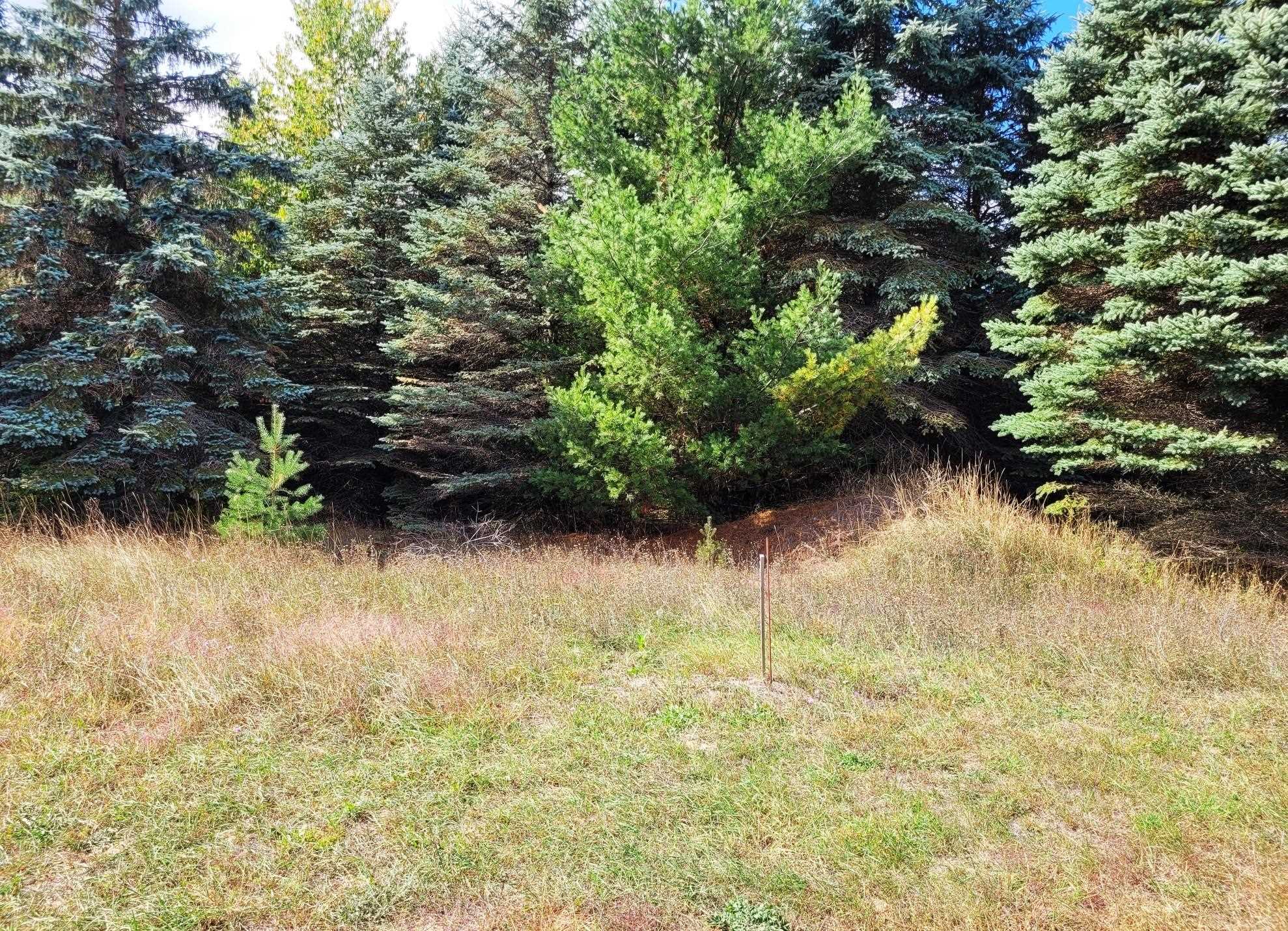 Lot 16 Lipp Farm Road Benzonia, MI 49616 - Photo 11 of 12