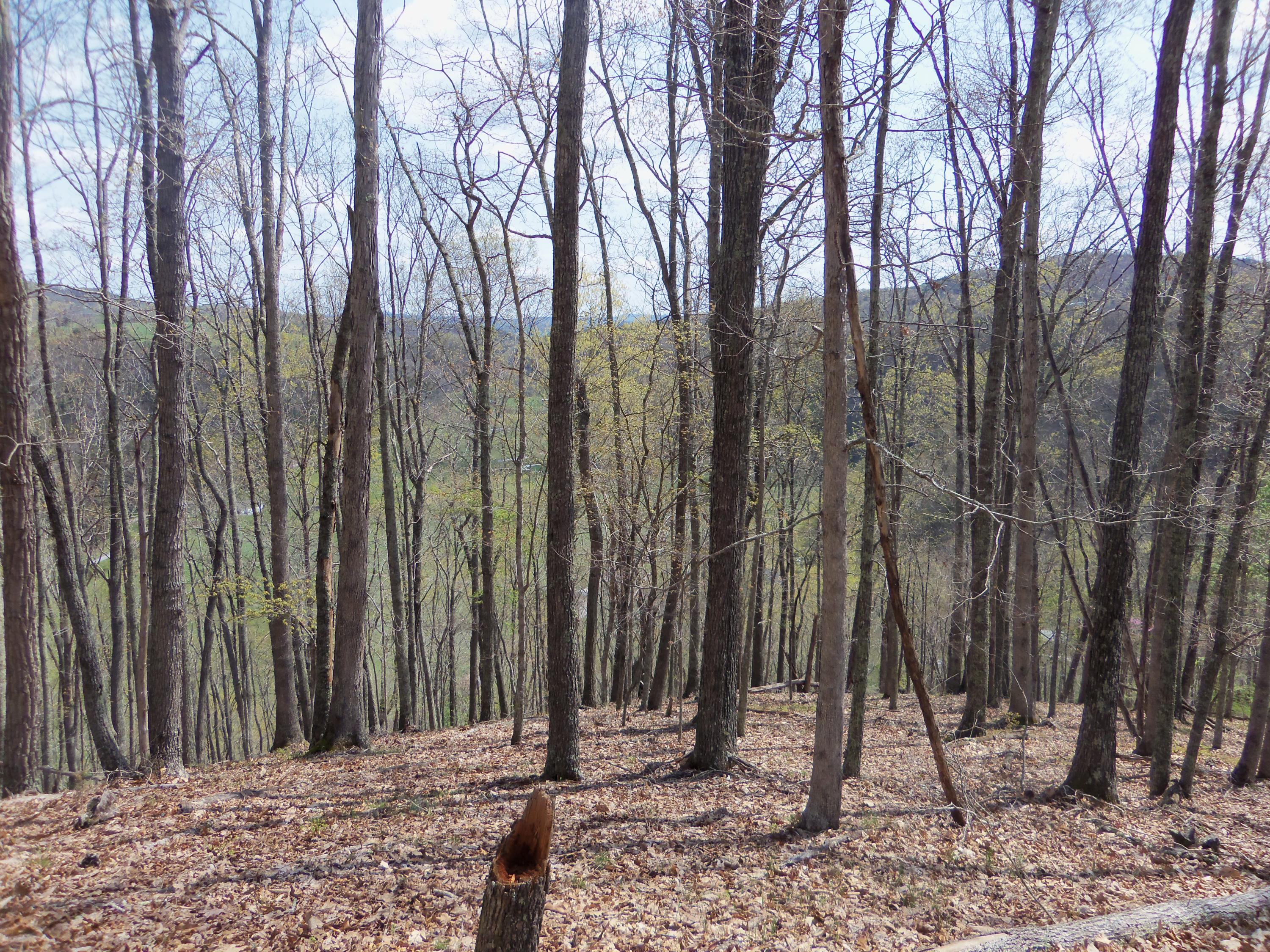 Little Wolf Creek Road Hinton, WV 25951 - Photo 16 of 18 Gallery Image 16