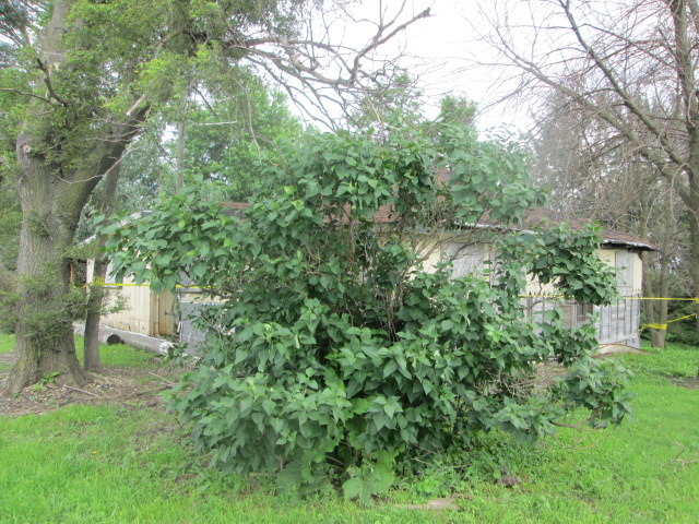355 West Delite Inn Road Beecher, IL 60401 - Photo 7 of 10 a view of a house with a tree