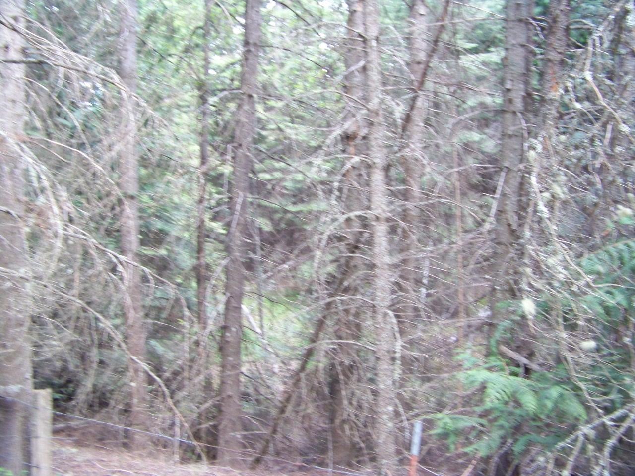Nkn Lillijard Road Newport, WA 99156 - Photo 11 of 27 Gallery Image 11