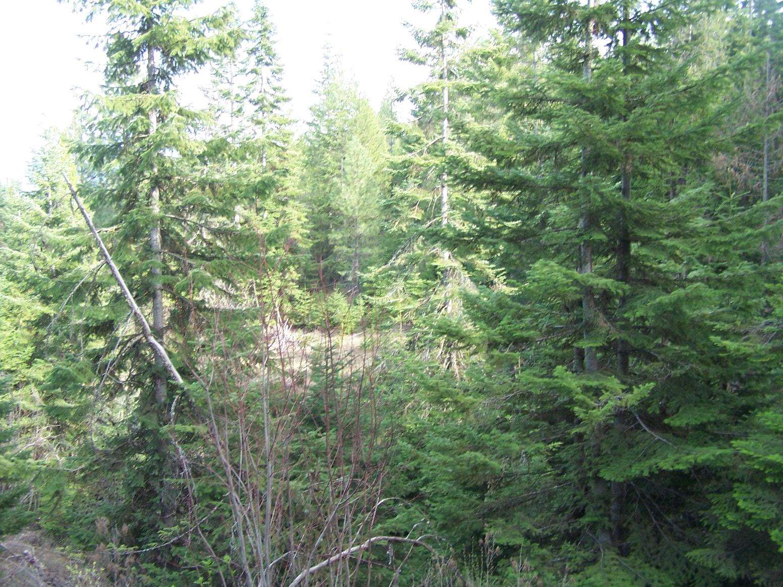 Nkn Lillijard Road Newport, WA 99156 - Photo 14 of 27 Gallery Image 14