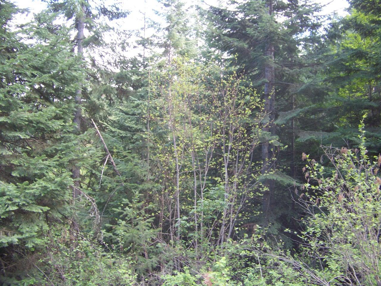 Nkn Lillijard Road Newport, WA 99156 - Photo 25 of 27 Gallery Image 25