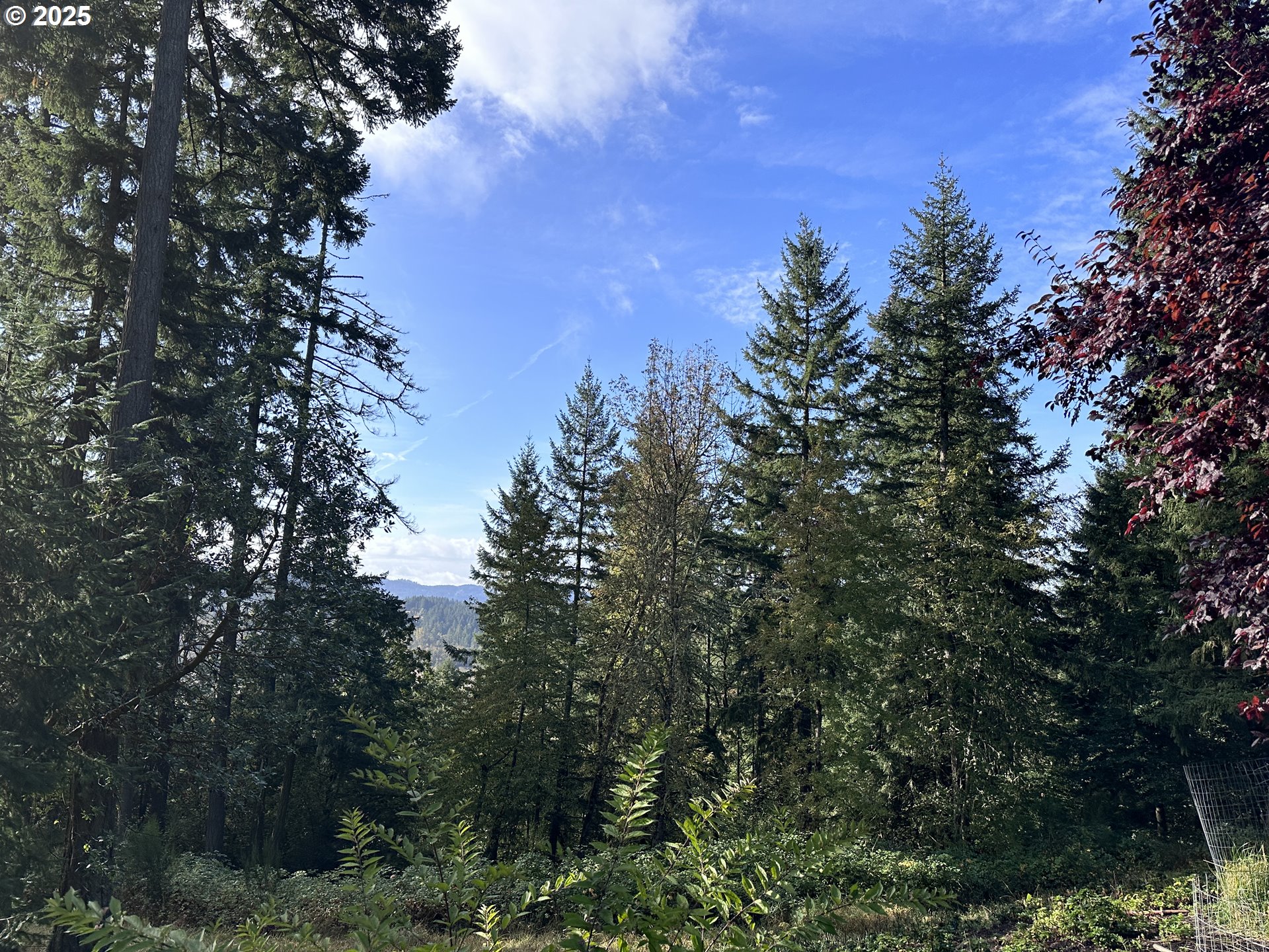 Douglas Drive Eugene, OR 97405 - Photo 7 of 13