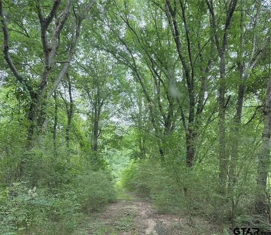 a view of a lush green forest