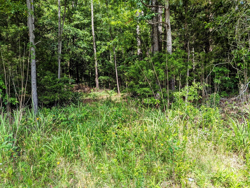 Tbd Turkey Creek Road Ware Shoals, SC 29692 - Photo 9 of 10