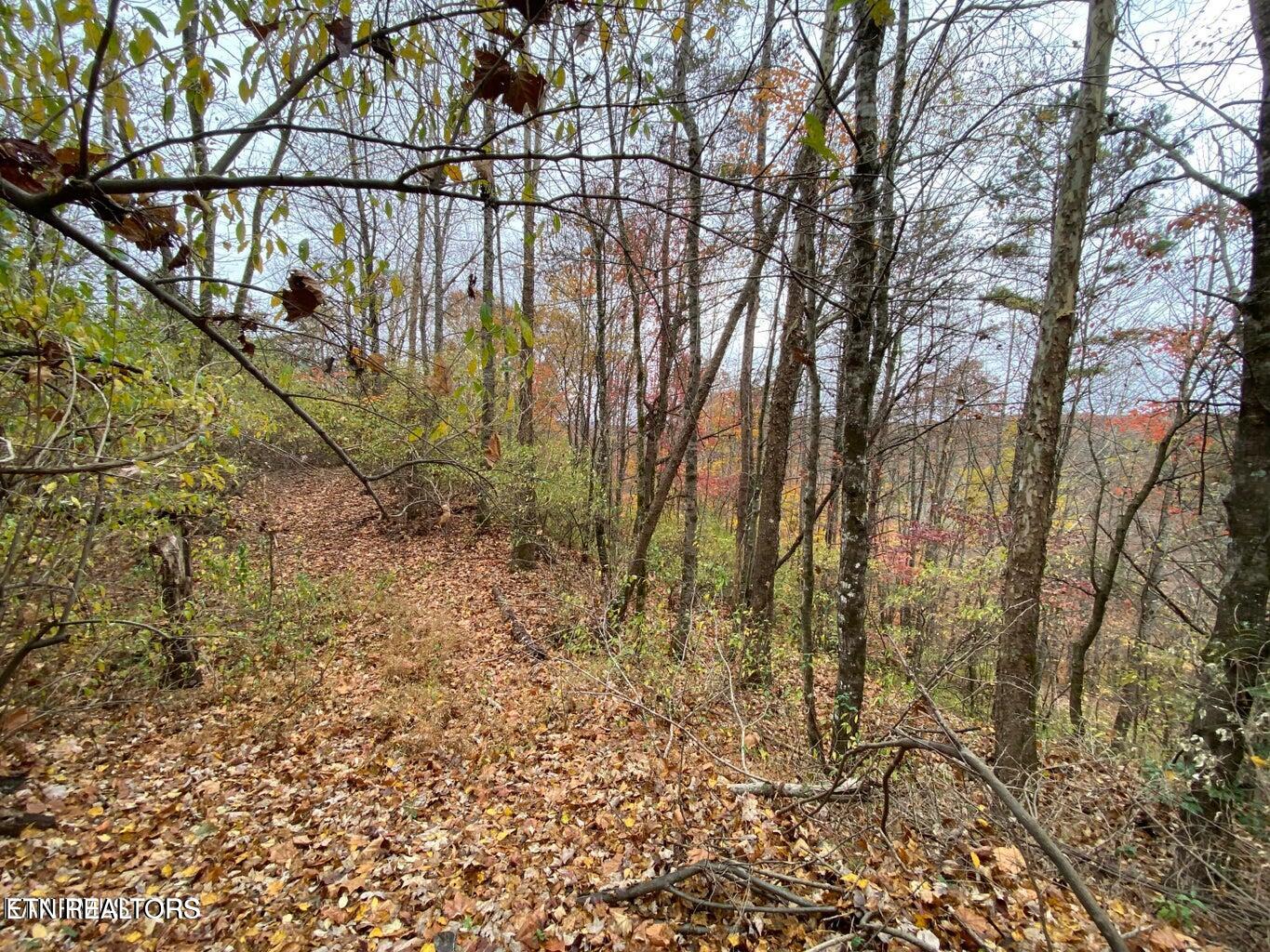 0 Paint Rock Road Oneida, TN 37841 - Photo 5 of 11 20230911221534422186000000-o