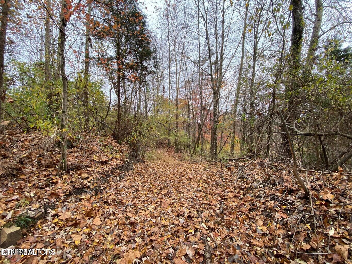 0 Paint Rock Road Oneida, TN 37841 - Photo 6 of 11 20230911221529975262000000-o