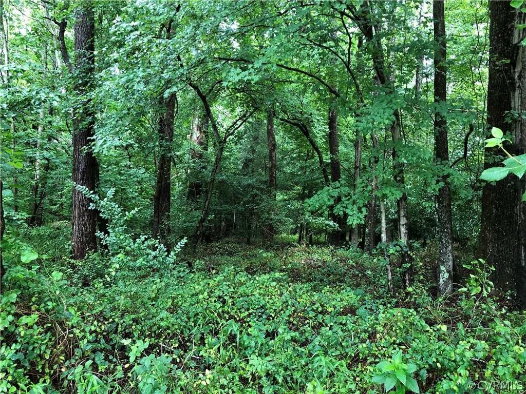 view of a lush green forest with lots of trees
