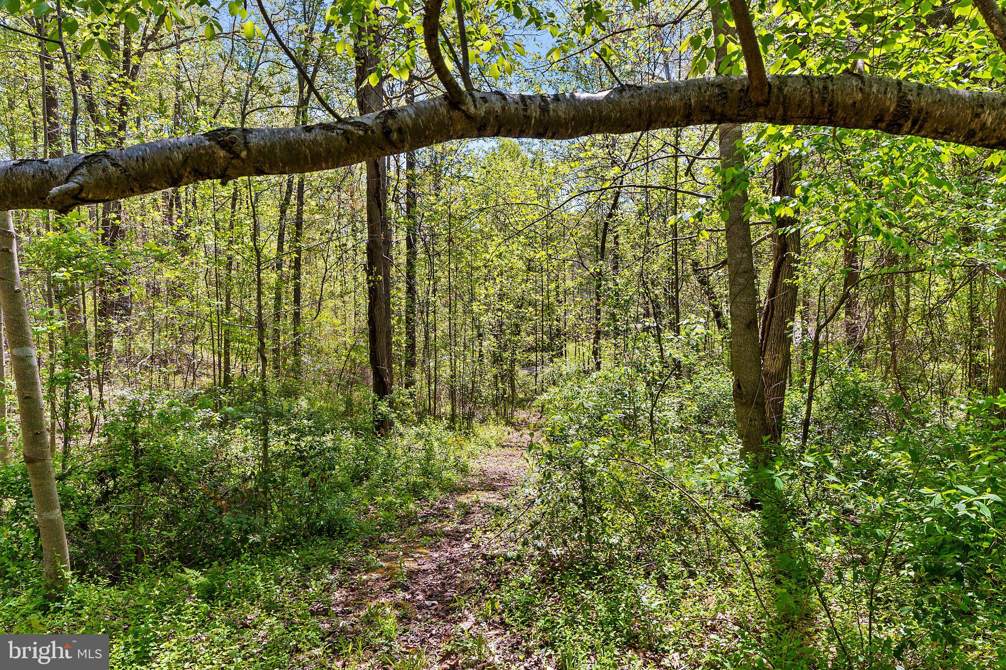6293 Waterford Road Rixeyville, VA 22737 - Photo 41 of 46 Trails through the Woods