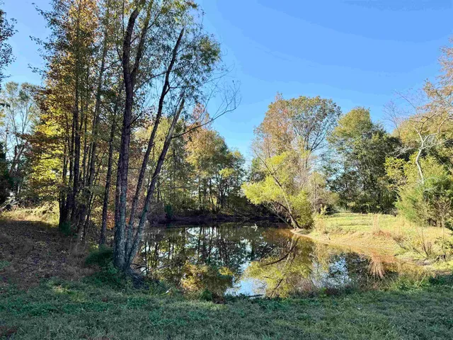 a view of a yard with large trees