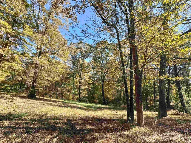 a view of a yard with a tree