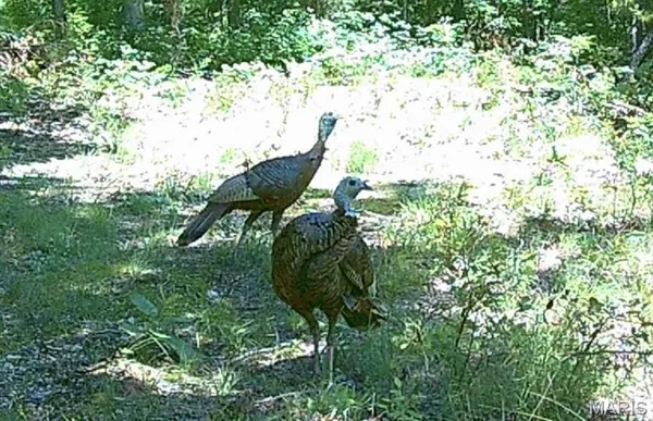 $105,000 | 11293 Hartville Road, Licking, MO 65542