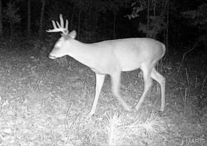 11293 Hartville Road Licking, MO 65542 - Photo 3 of 5