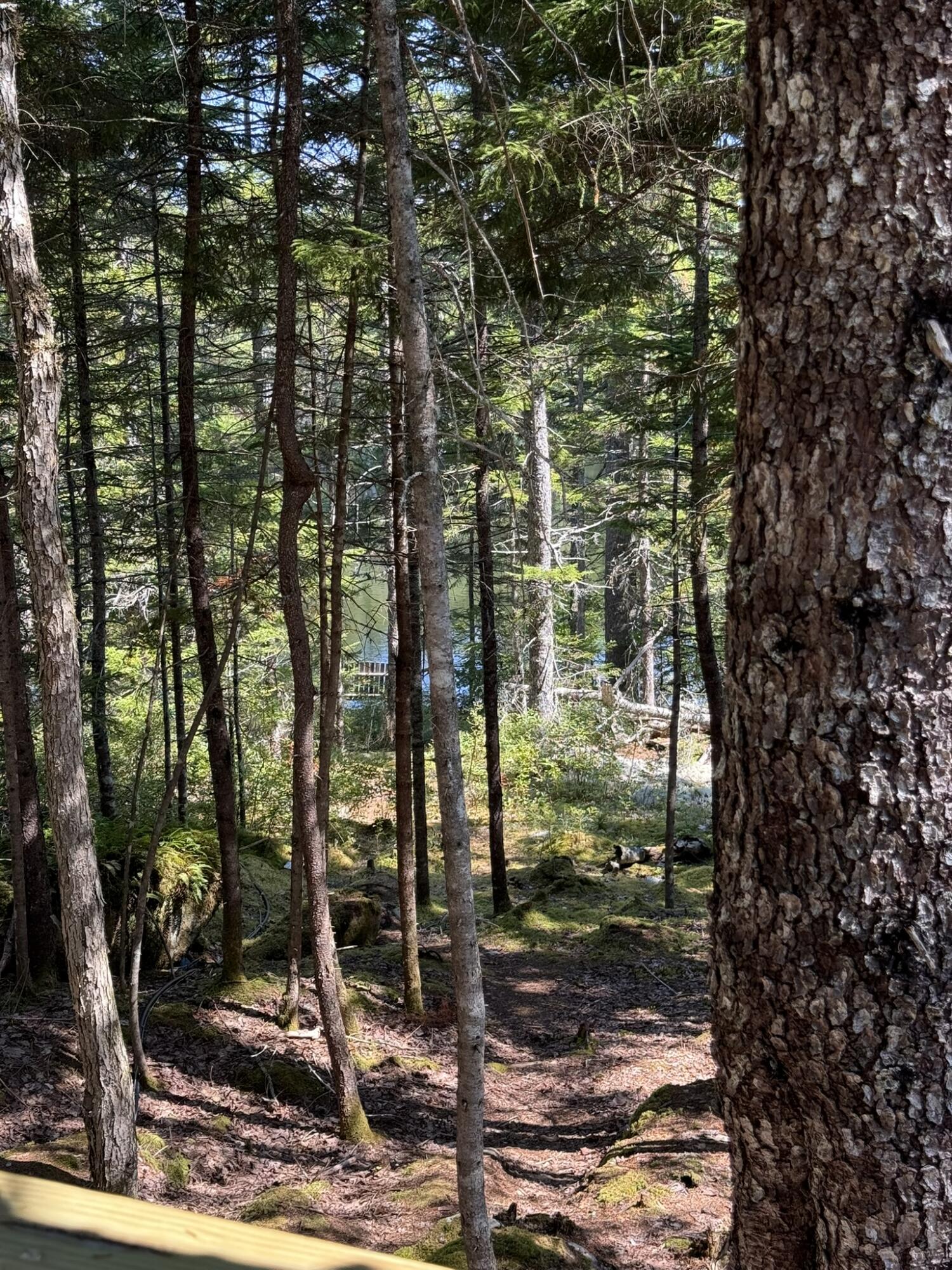 41 Sportsmen's Lodge Road Machias, ME 04654 - Photo 43 of 46 IMG_5603