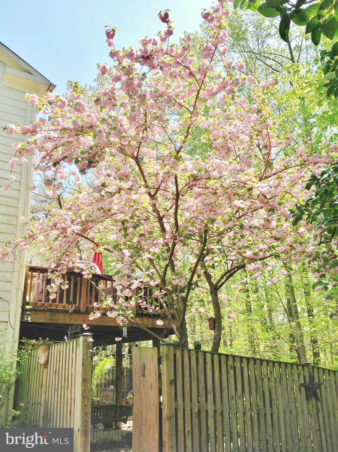 7424 Spring Tree Drive Springfield, VA 22153 - Photo 29 of 30 View of Trees and Private Yard