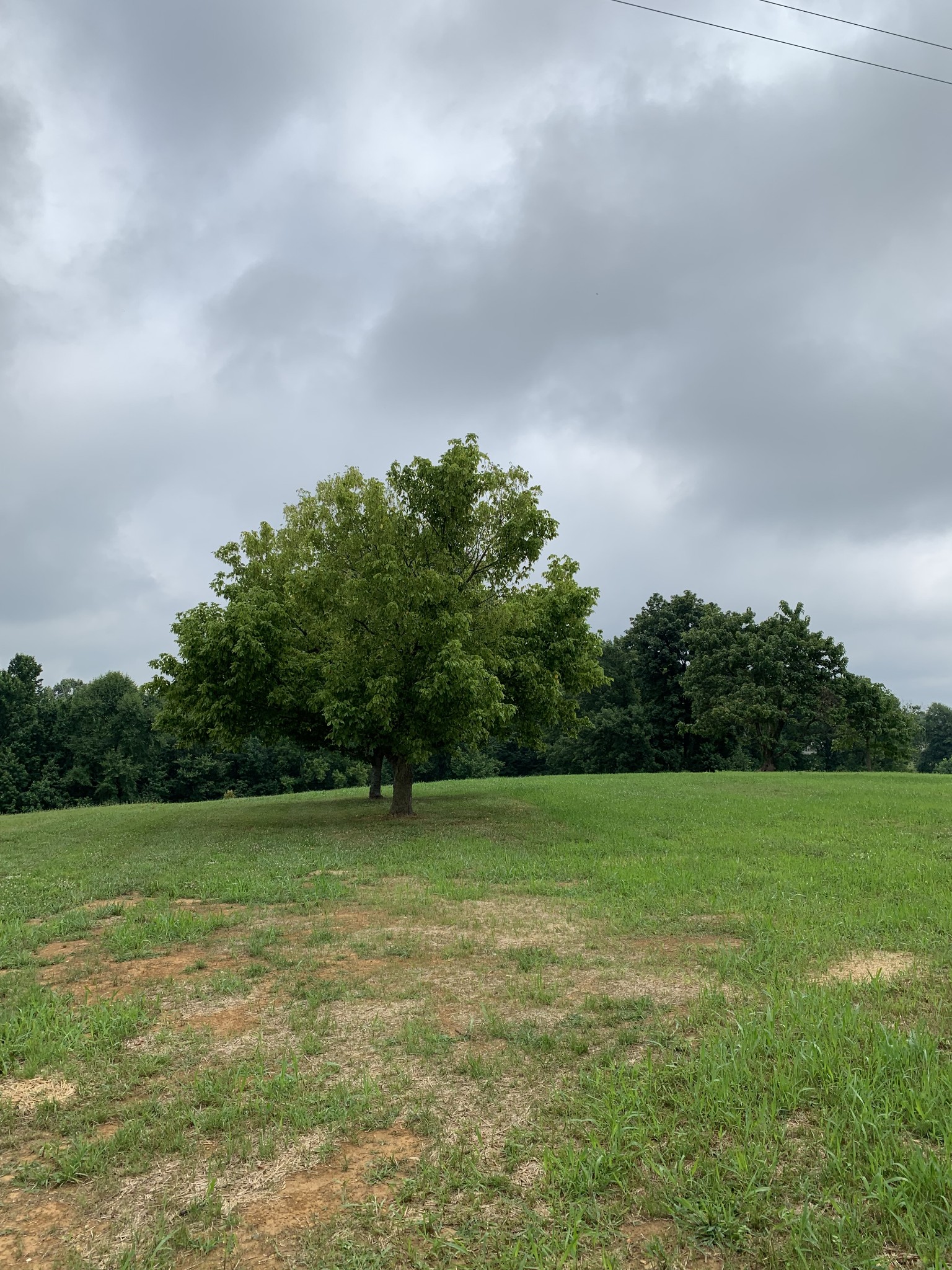 589 Womack Road Bethpage, TN 37022 - Photo 3 of 20 a view of a grassy field