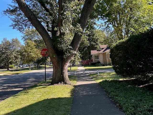 a view of a yard with plants and trees