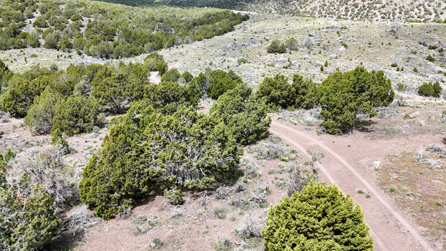 123 West Tbd Willow Spring Road Eureka, UT 84628 - Photo 23 of 60 Expansive undeveloped land featuring mature evergreen trees and natural ground cover