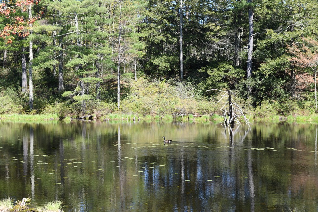 184 Federal Hill Road Hollis, NH 03049 - Photo 32 of 36 Gallery Image 32