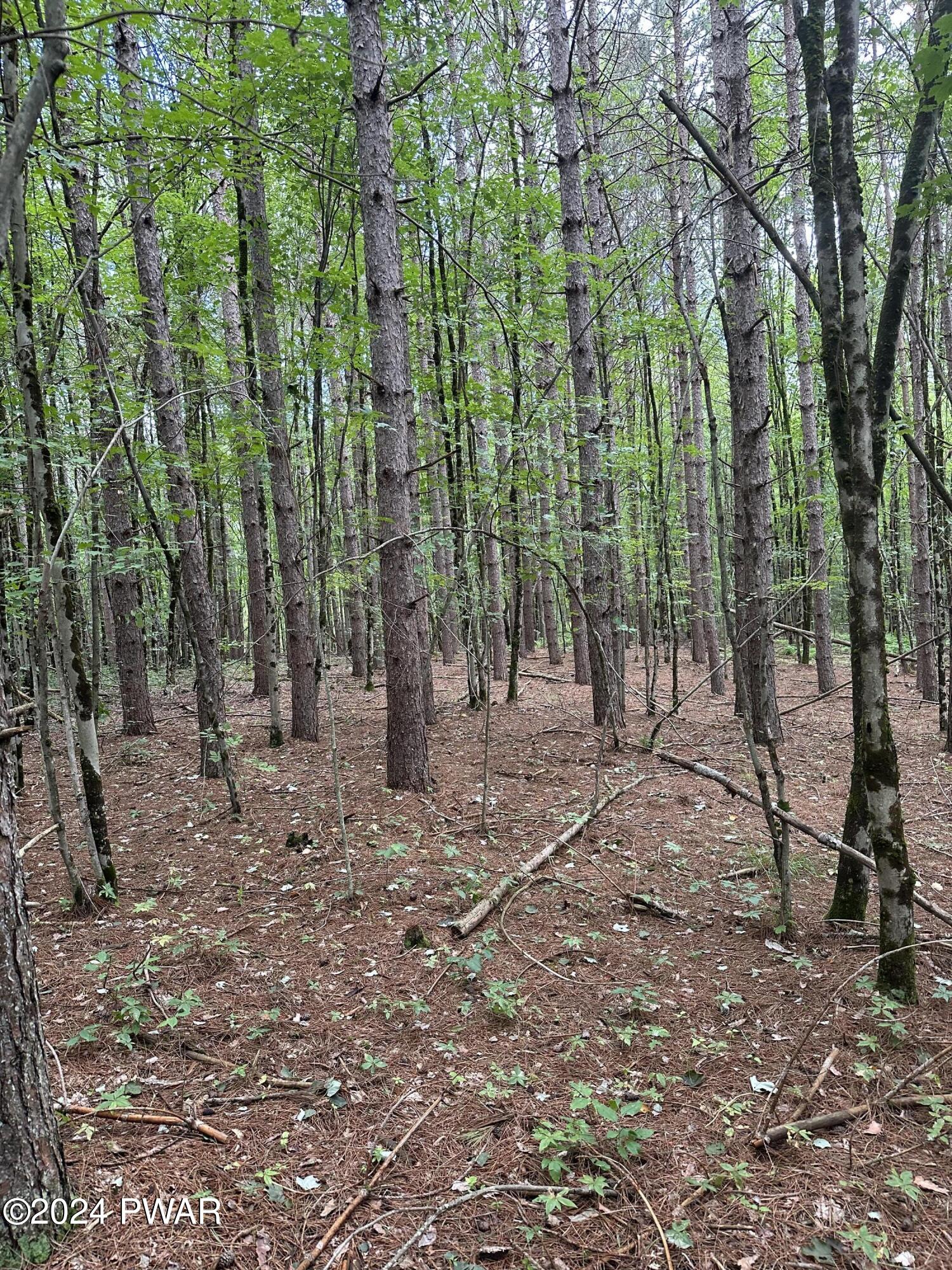 Upper Woods Road Pleasant Mount, PA 18453 - Photo 10 of 10