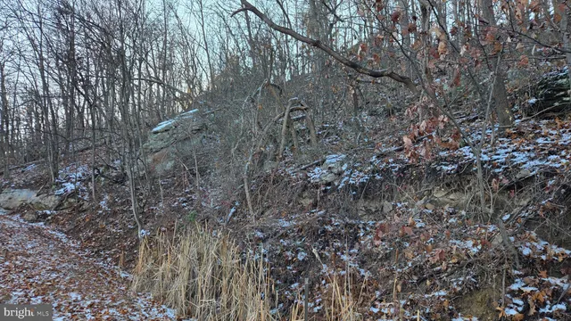 a view of a forest with lots of trees