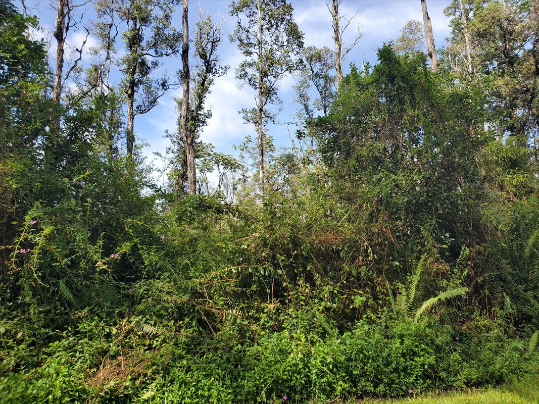 358 Lanai Road Pahoa, HI 96778 - Photo 3 of 7 Gallery Image 3
