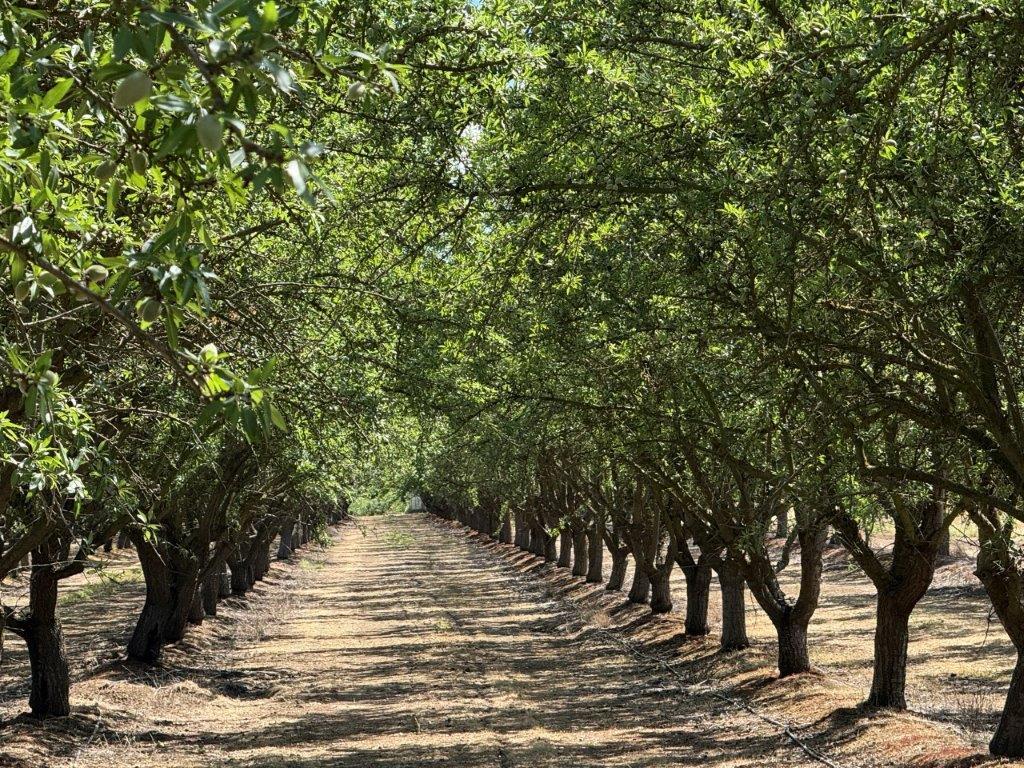 1 Buchanan Hollow Road Le Grand, CA 95333 - Photo 2 of 10 a view of a yard
