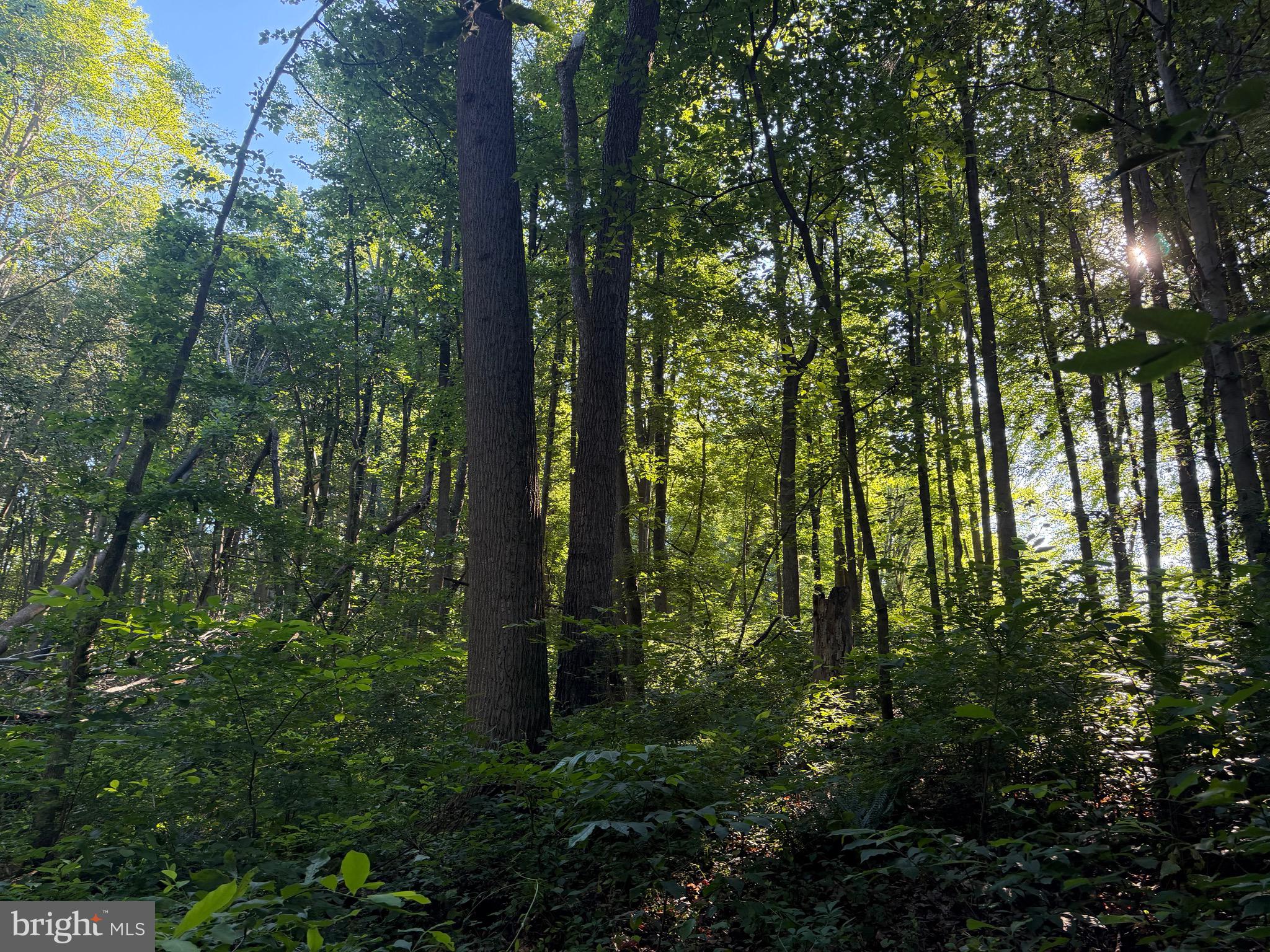 0 Rock Springs Road Conowingo, MD 21918 - Photo 20 of 79