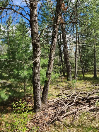 $9,900 | 8950 South Chatman Street, Idlewild, MI 49642