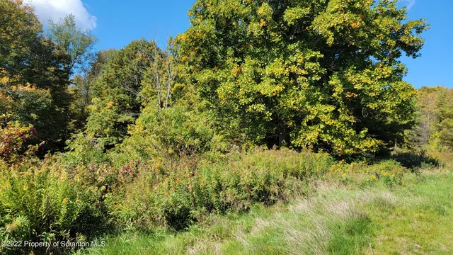 a view of a lush green forest