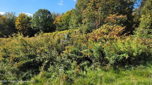 a view of a lush green forest