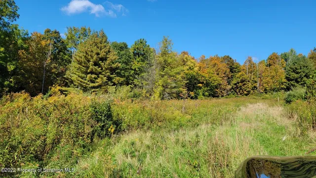 a view of a yard with a tree
