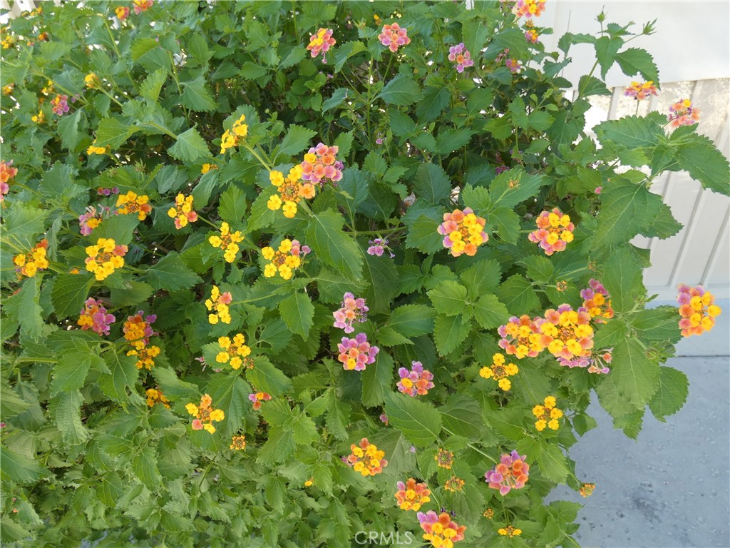 334 West Santa Elena Road Palm Springs, CA 92262 - Photo 35 of 45 a flower view