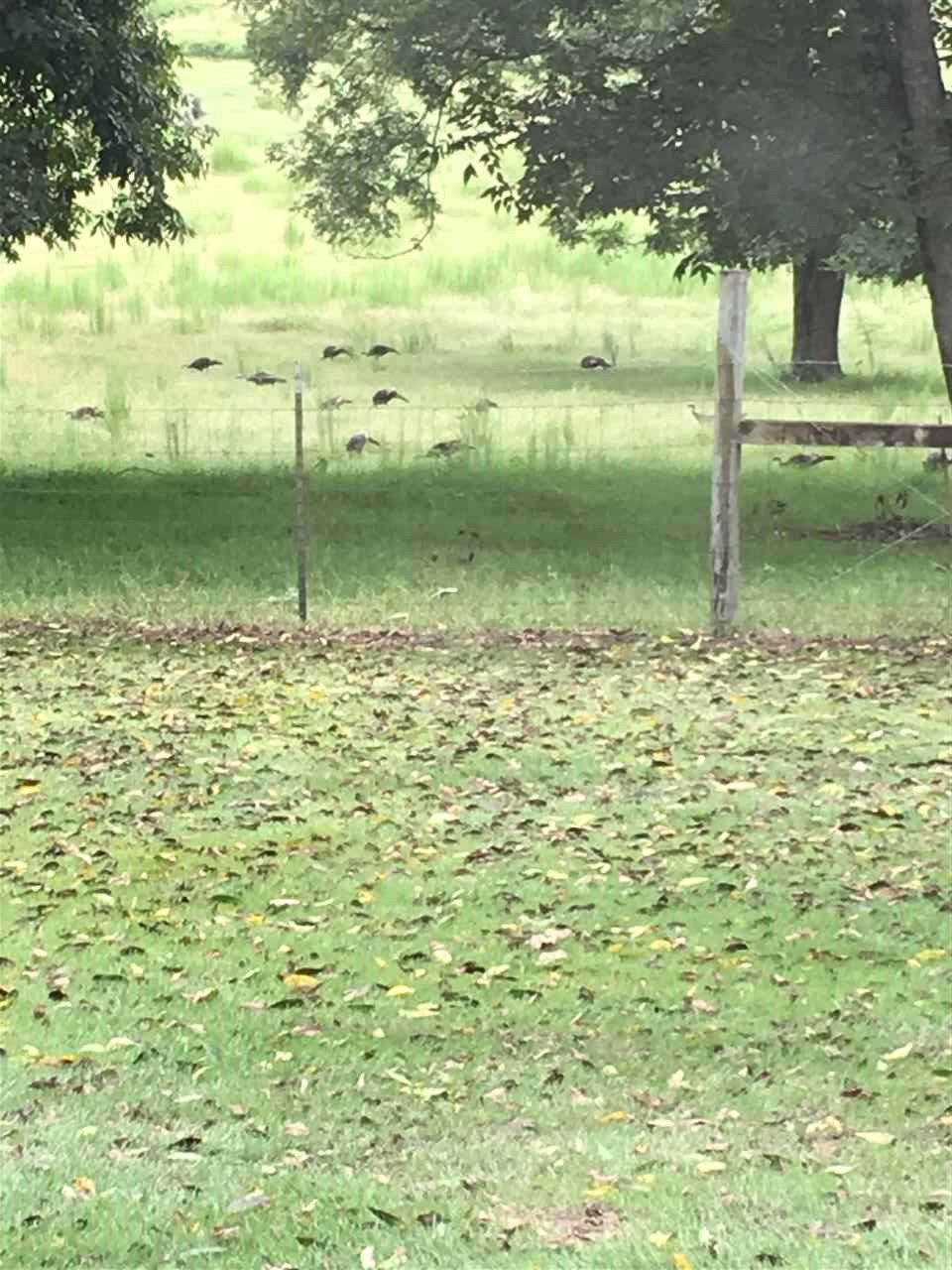 20 Butler Lane Collins, MS 39428 - Photo 24 of 25 turkeys in pasture beside house. picture taken from patio.