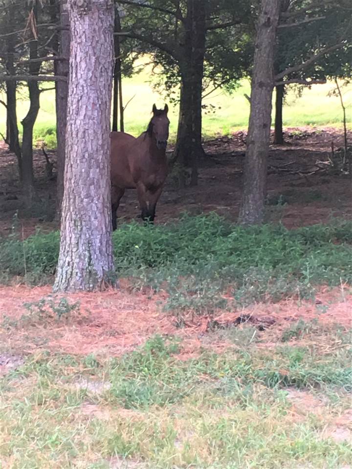 20 Butler Lane Collins, MS 39428 - Photo 25 of 25 Cheyenne enjoying shade.
