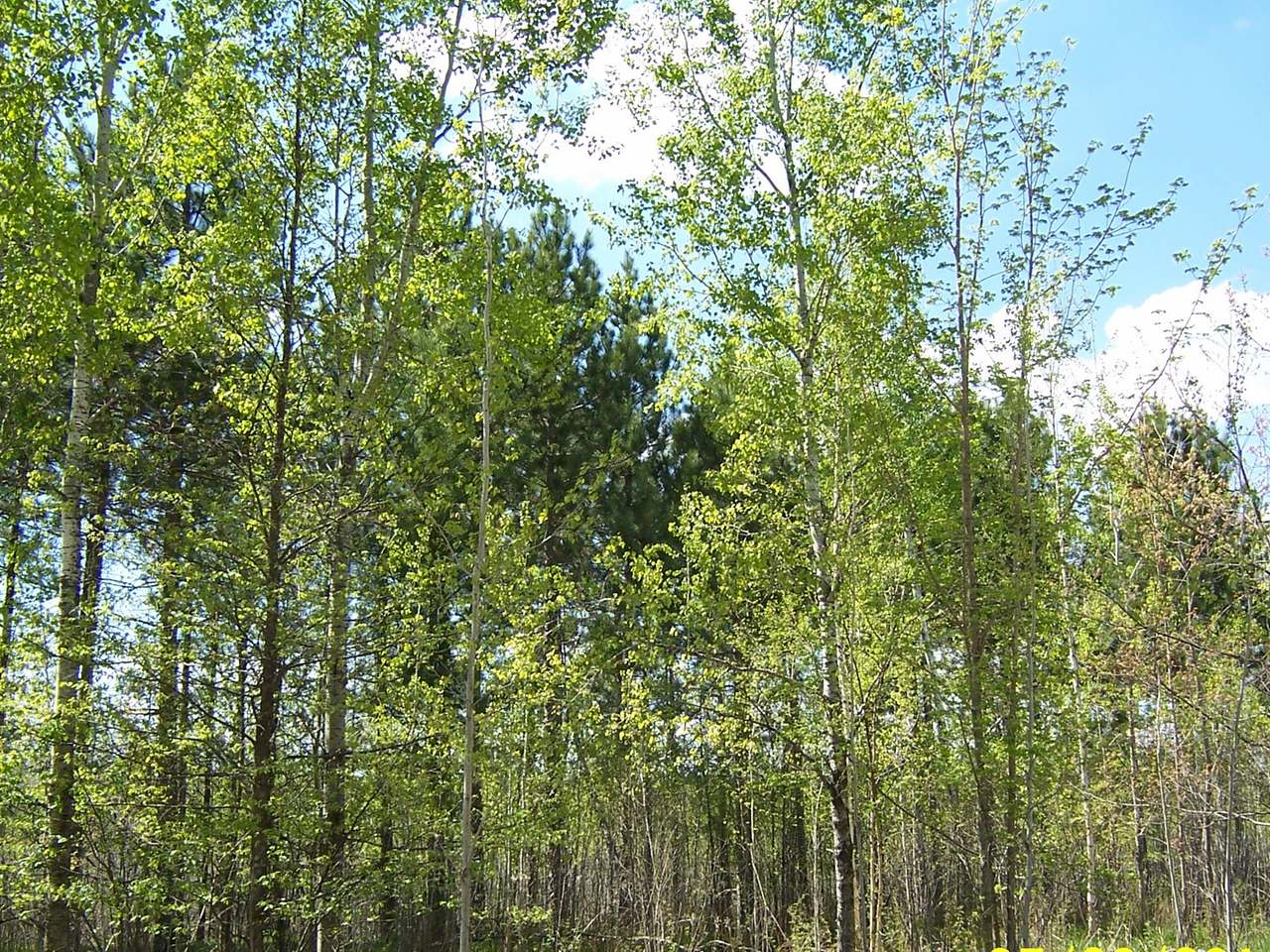 80-acres Johnson Road Crandon, WI 54520 - Photo 7 of 15 Gallery Image 7