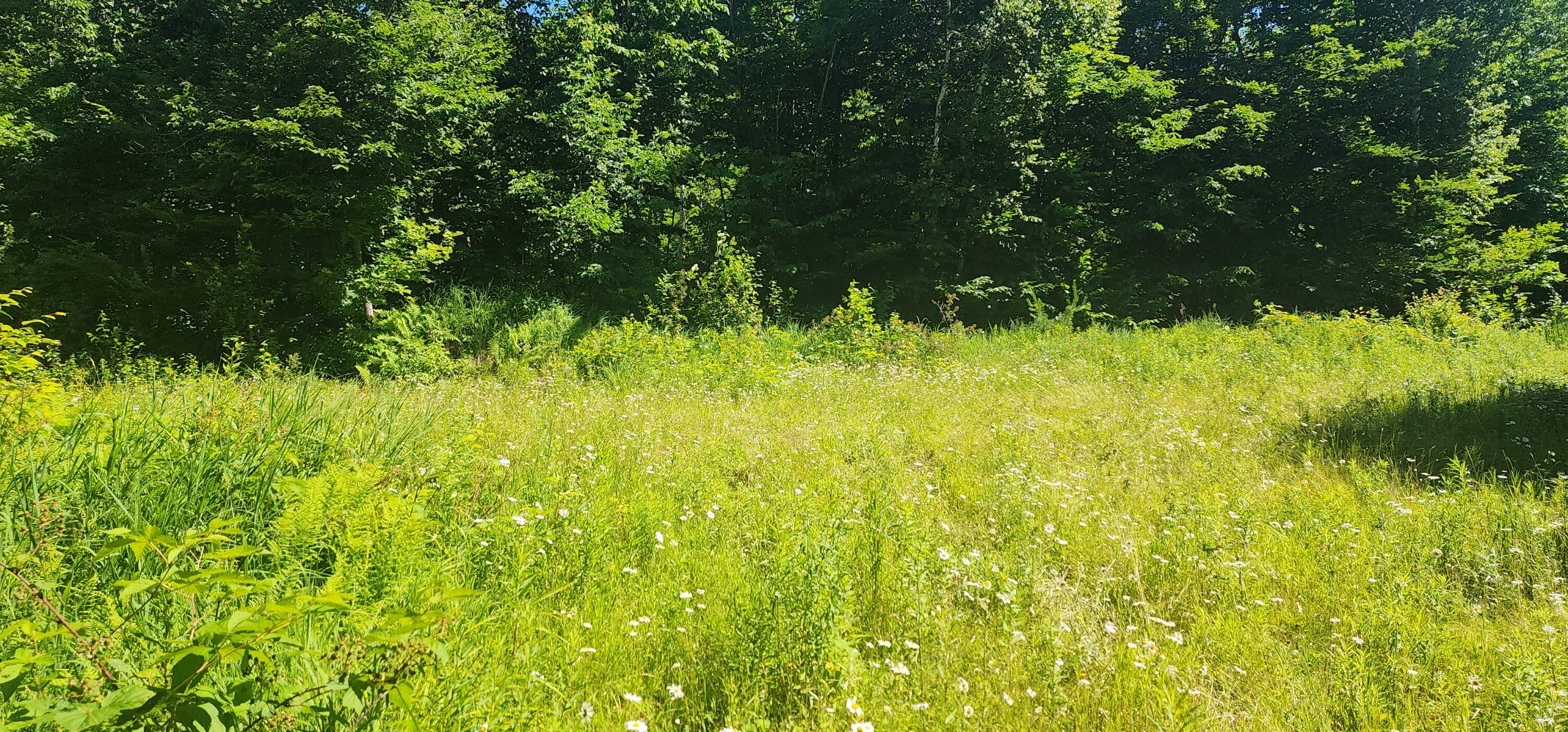 20.82-ac Sleeper Road Island Falls, ME 04747 - Photo 7 of 13 20240701_095754