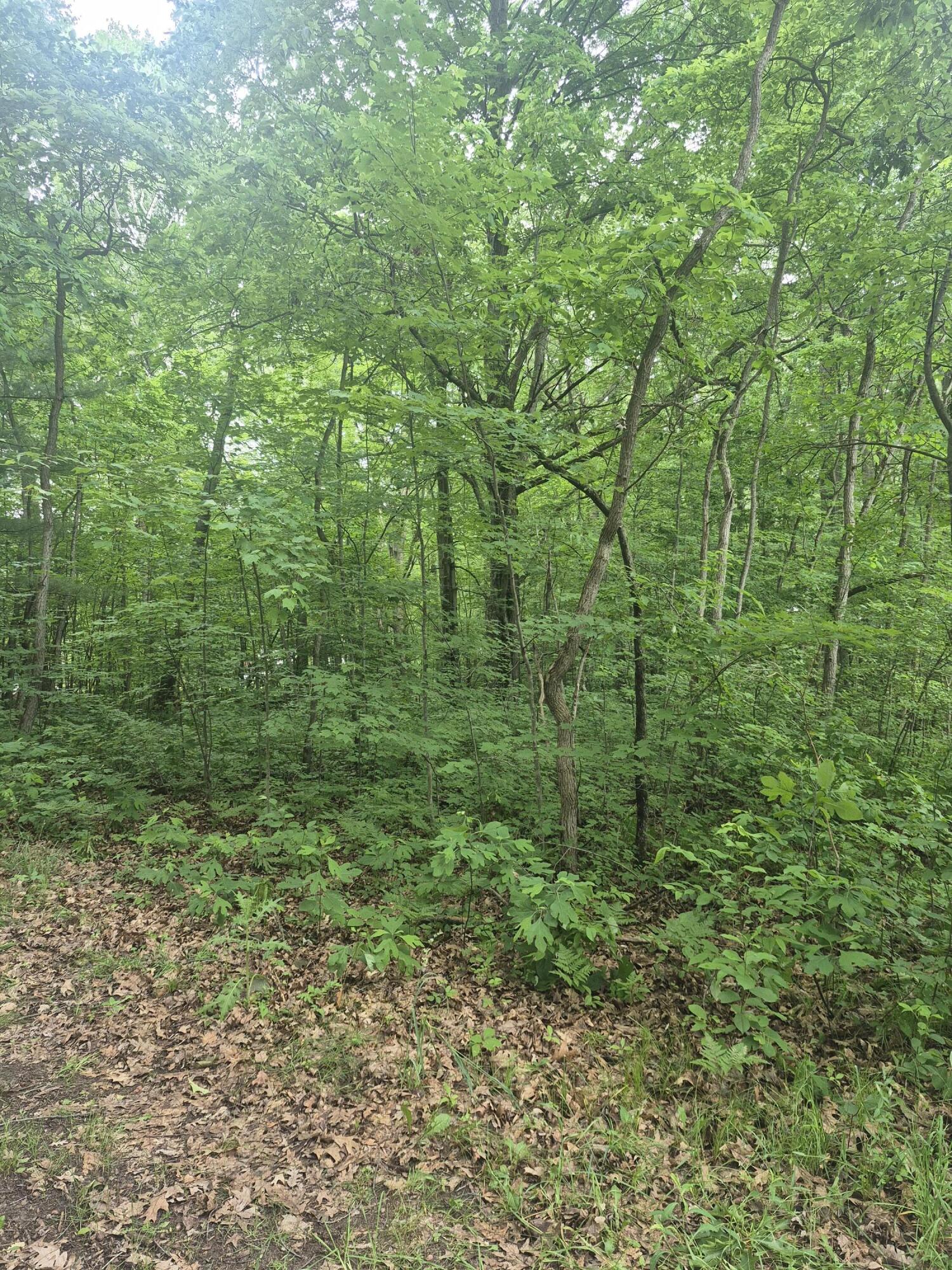 6622 Spruce Road Fountain, MI 49410 - Photo 2 of 10 Woods next to cleared area