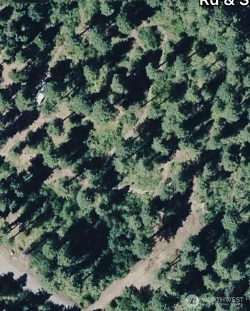 a plant with lots of trees