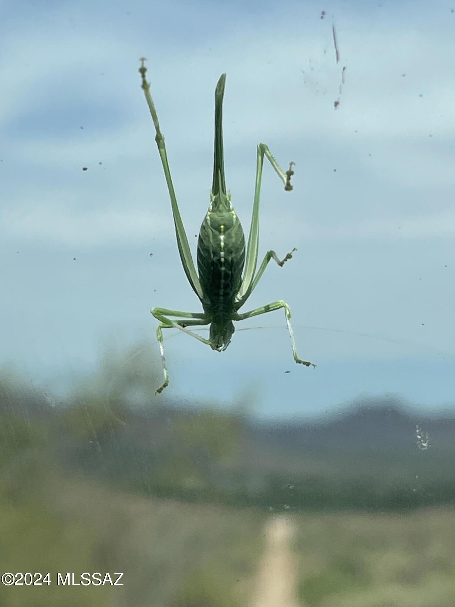 0 East Unnamed Road Rio Rico, AZ 85648 - Photo 7 of 7 grasshopper on windshield