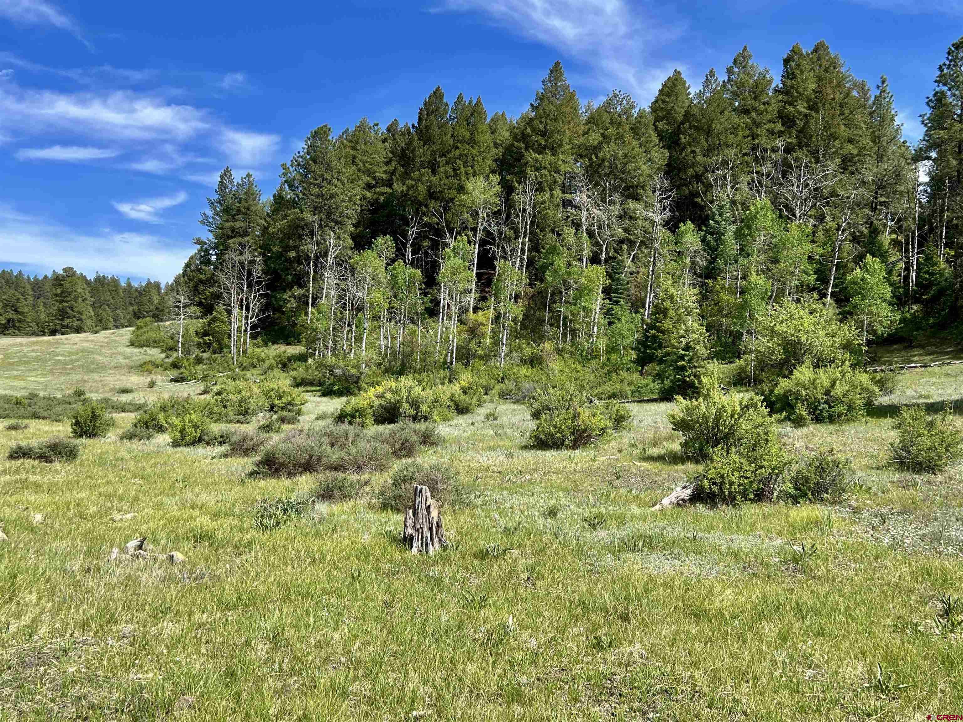 1329 B Spg Vly Rnch Road, Unit ELK HAVEN Chromo, CO 81128 - Photo 19 of 33 a view of a bunch of trees and bushes