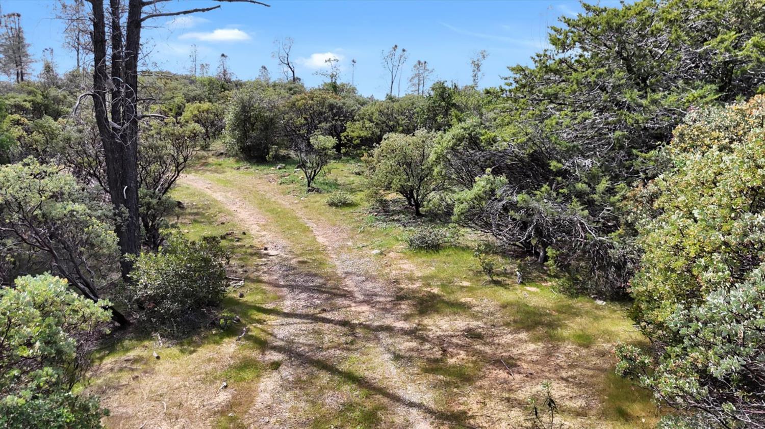 13886 Meadow Valley Road Dobbins, CA 95935 - Photo 76 of 99 a view of a yard with large trees